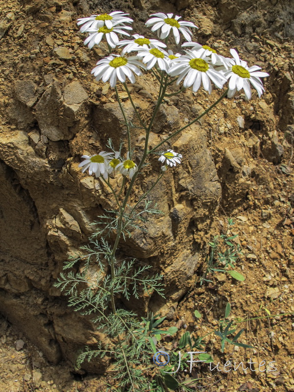 Tanacetum corymbosum.01