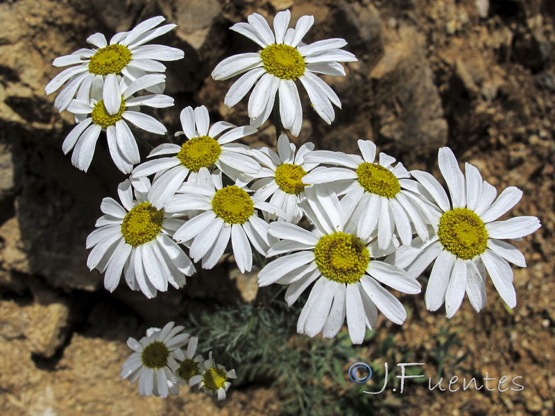 Tanacetum corymbosum.02
