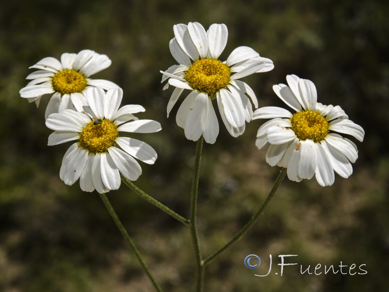Tanacetum corymbosum.03