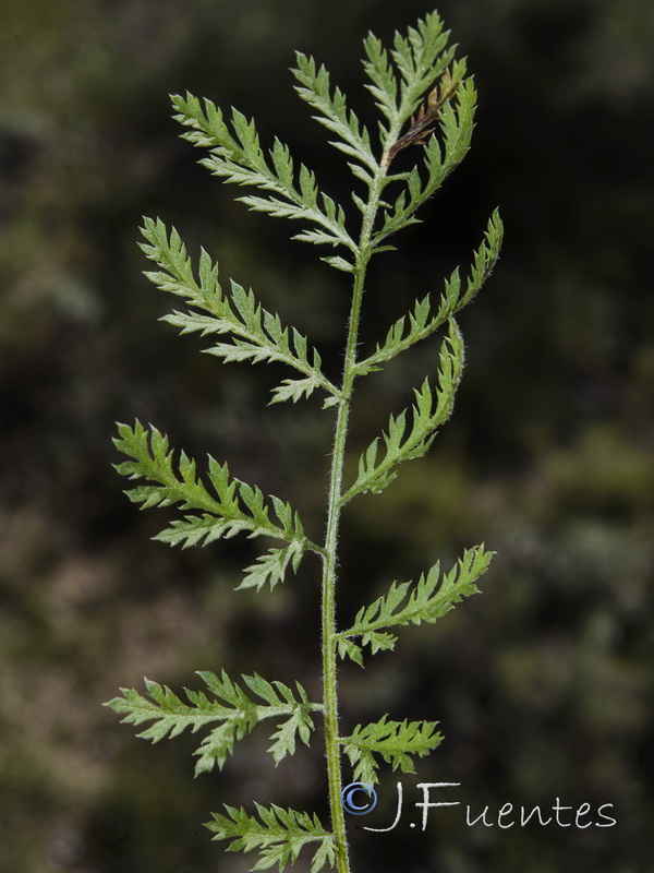 Tanacetum corymbosum.04