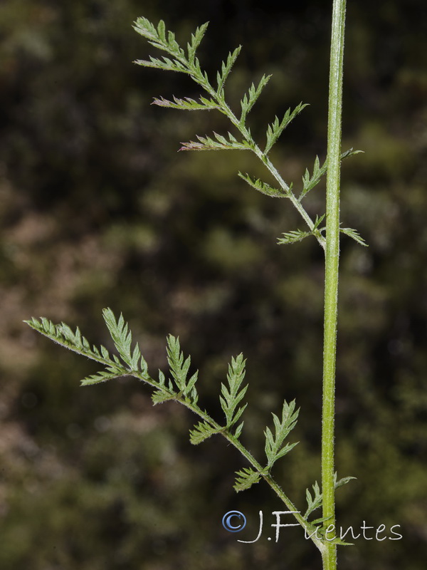 Tanacetum corymbosum.05