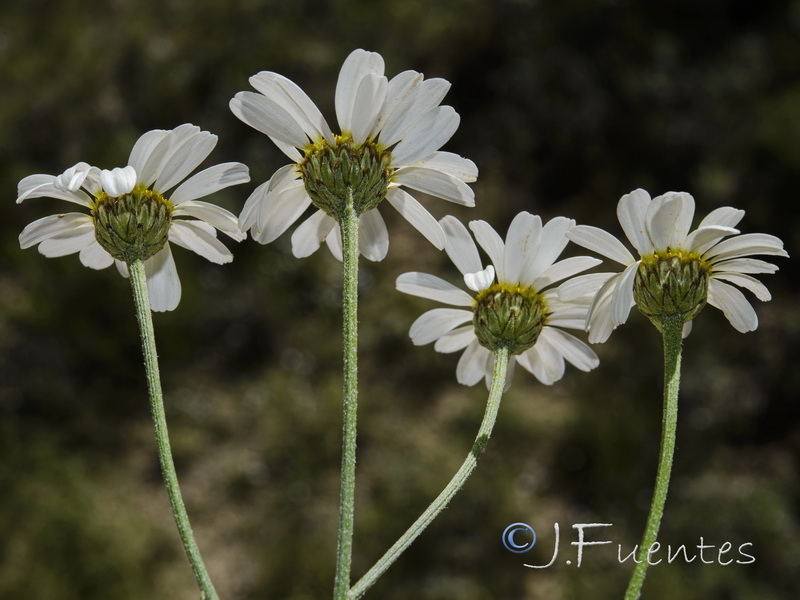 Tanacetum corymbosum.06