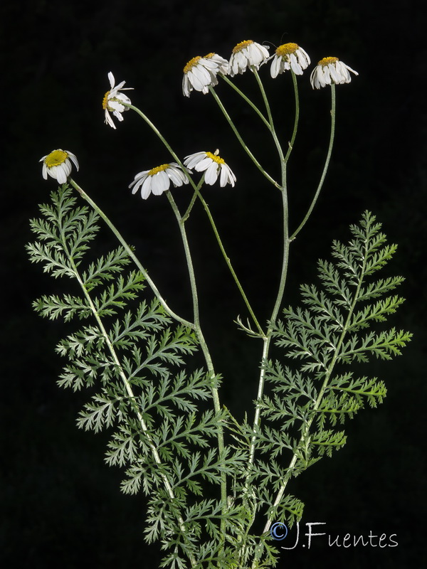 Tanacetum corymbosum.07