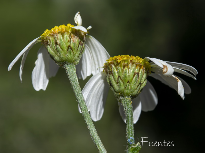 Tanacetum corymbosum.09