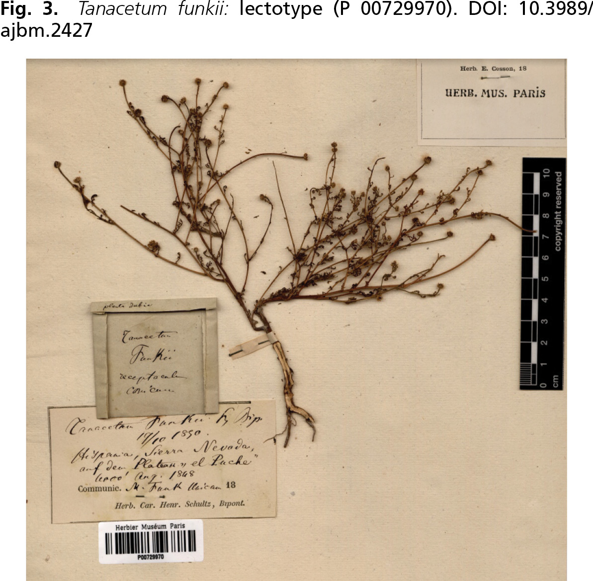 Tanacetum funkii
