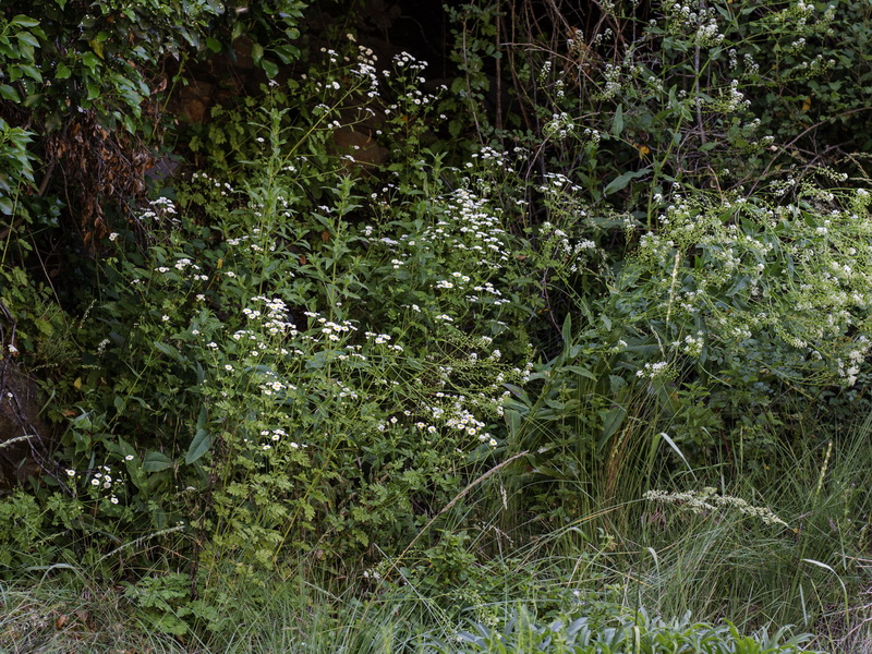 Tanacetum parthenium.01