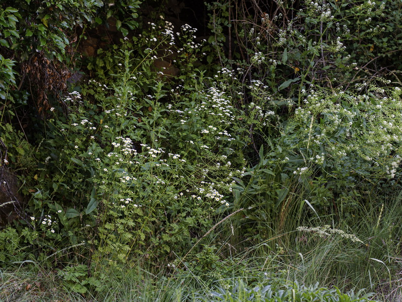 Tanacetum parthenium.01