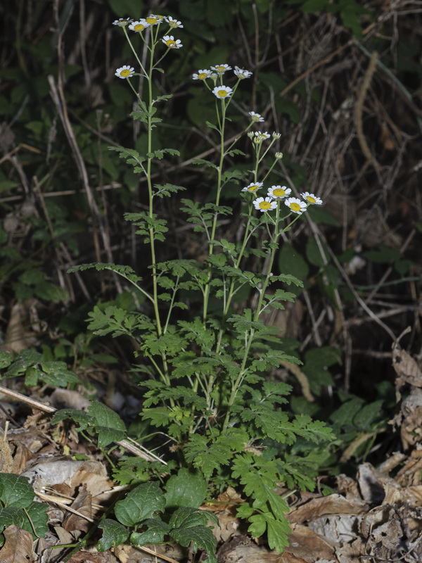 Tanacetum parthenium.02