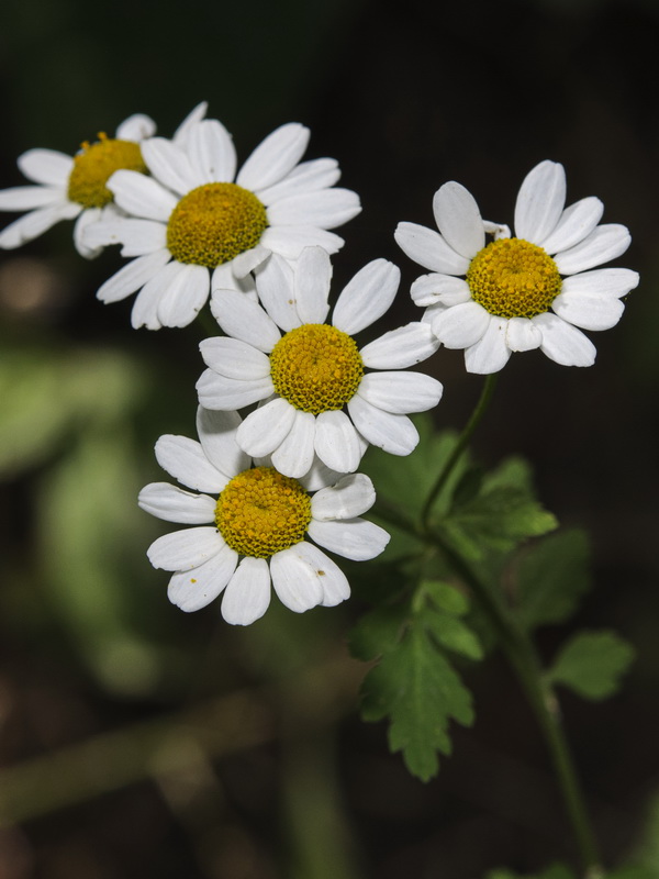 Tanacetum parthenium.09