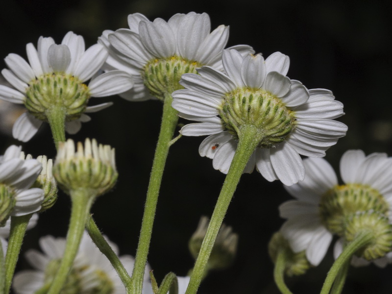 Tanacetum parthenium.11