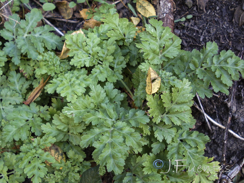 Tanacetum parthenium.13