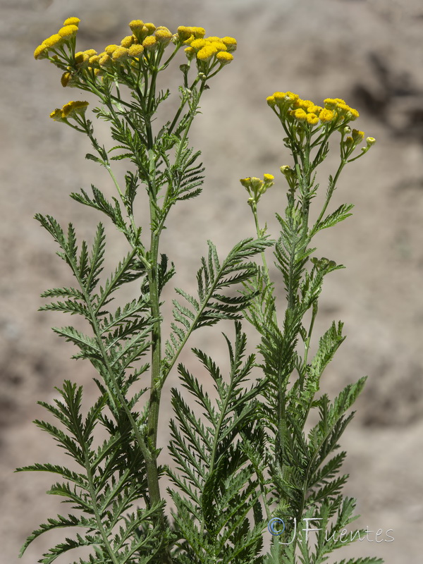 Tanacetum vulgare.01