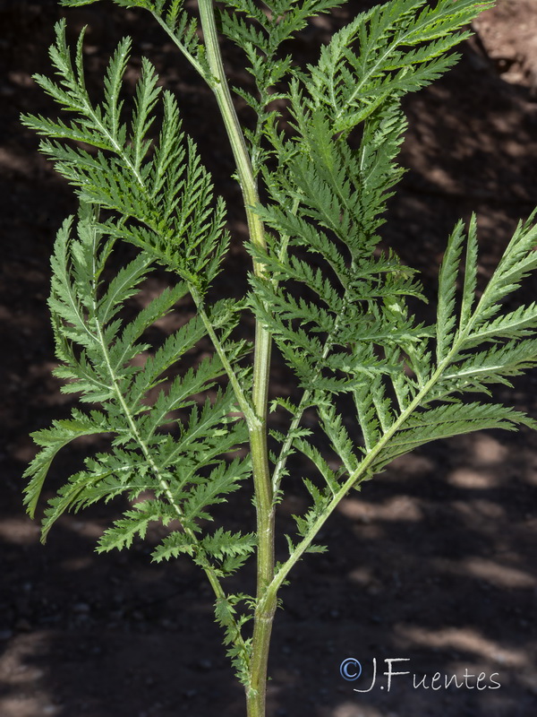 Tanacetum vulgare.02