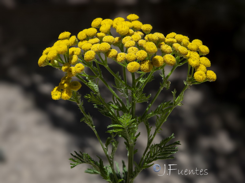 Tanacetum vulgare.03