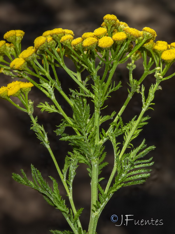 Tanacetum vulgare.04