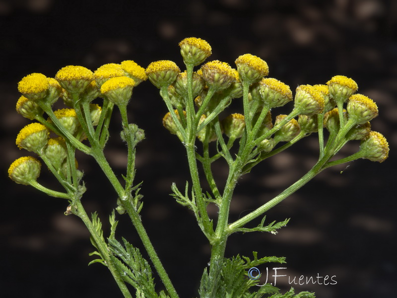 Tanacetum vulgare.05
