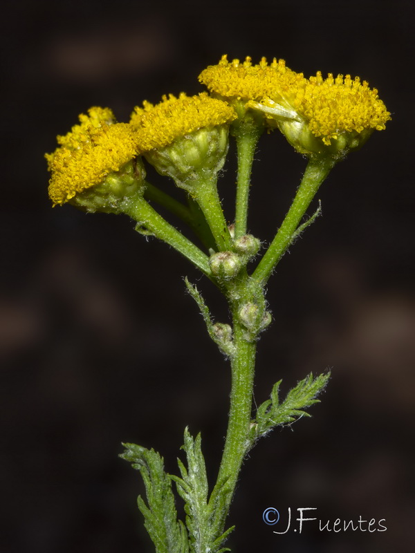 Tanacetum vulgare.06