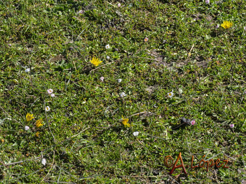 Taraxacum ciliare.01
