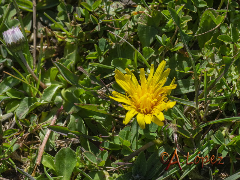 Taraxacum ciliare.02