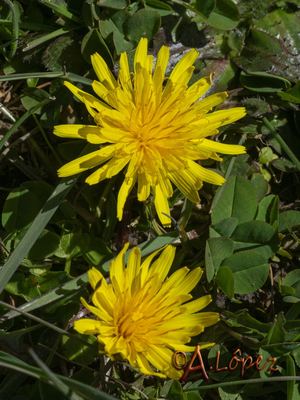 Taraxacum ciliare.08