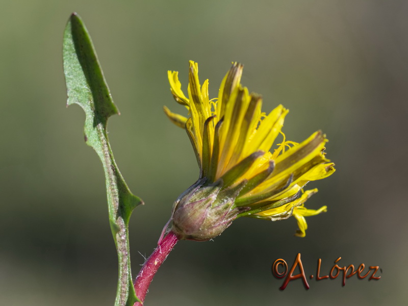 Taraxacum ciliare.11