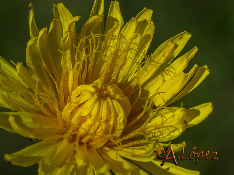 Taraxacum ciliare.14