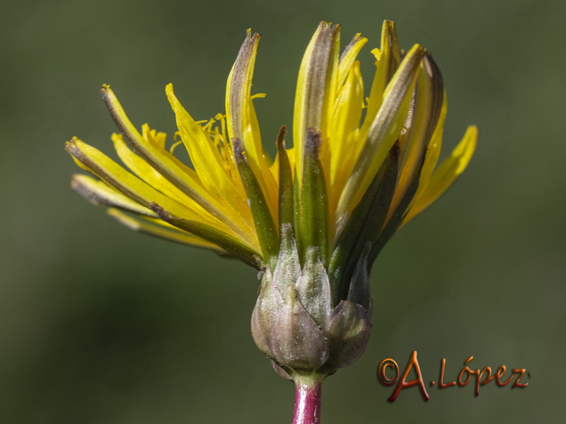 Taraxacum ciliare.16