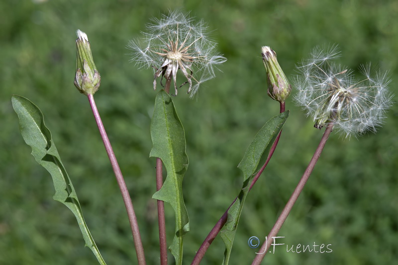 Taraxacum ciliare.20
