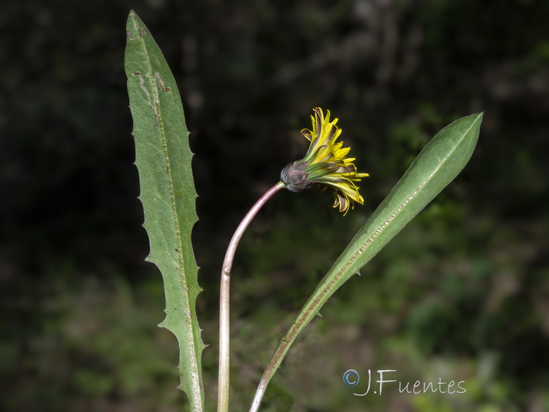 Taraxacum ciliare.22