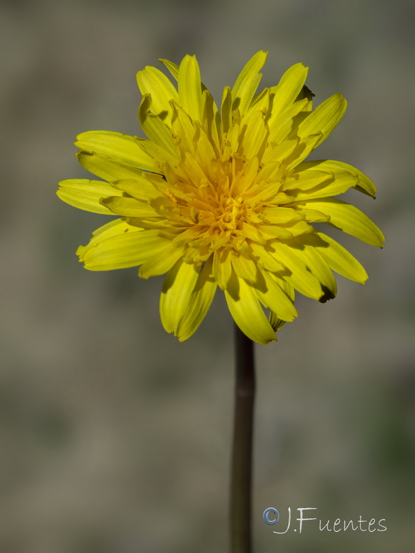 Taraxacum ciliare.15