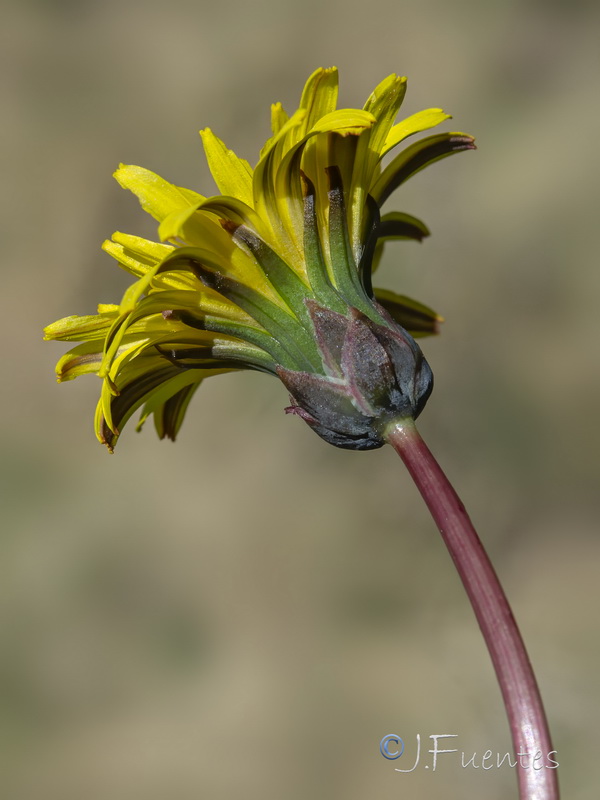 Taraxacum ciliare.16