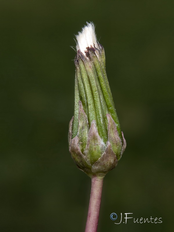 Taraxacum ciliare.25