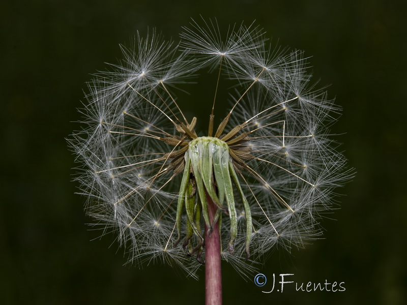 Taraxacum ciliare.27