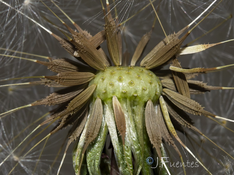 Taraxacum ciliare.29