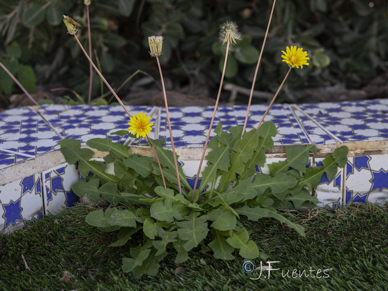 Taraxacum gaditanum.01