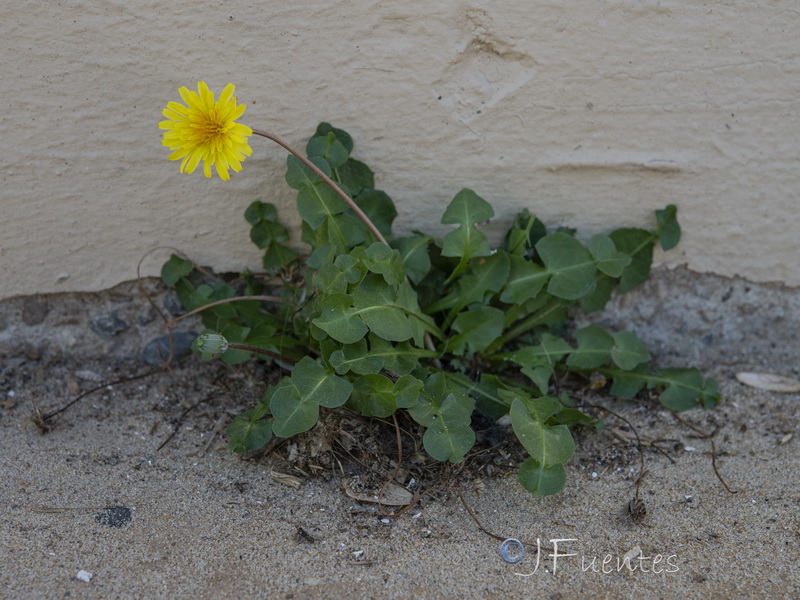 Taraxacum gaditanum.02