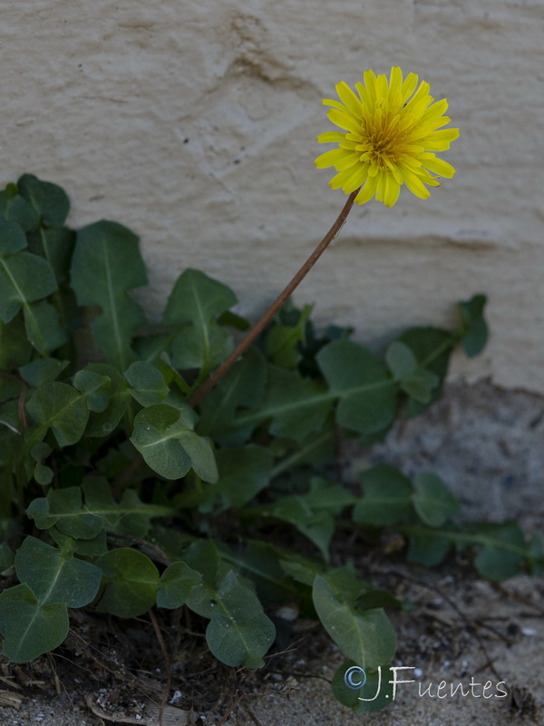 Taraxacum gaditanum.03