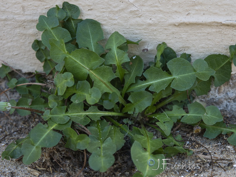 Taraxacum gaditanum.04