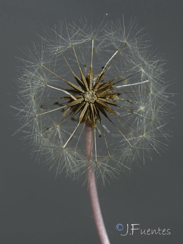 Taraxacum gaditanum.06
