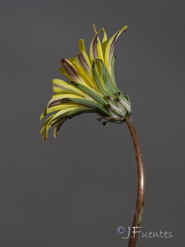 Taraxacum gaditanum.07