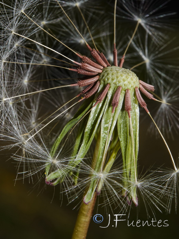 Taraxacum gasparrinii.07