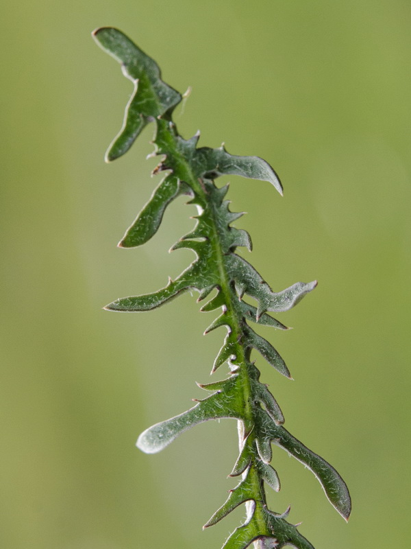 Taraxacum gasparrinii.12