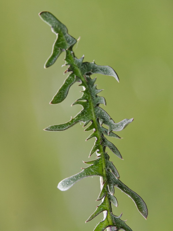 Taraxacum gasparrinii.12