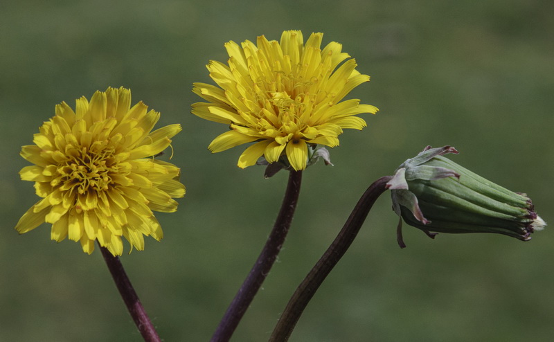 Taraxacum gasparrinii.16