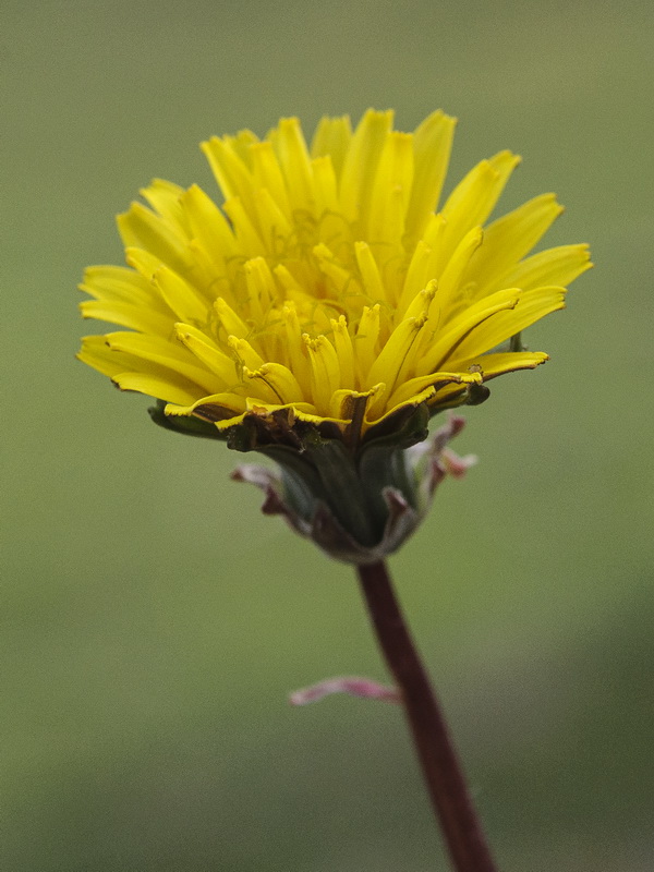 Taraxacum gasparrinii.17