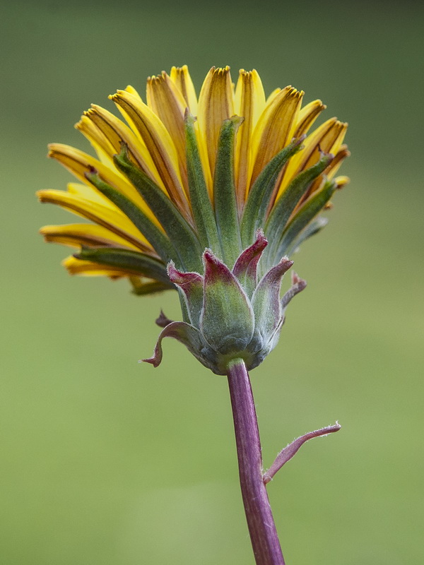 Taraxacum gasparrinii.19