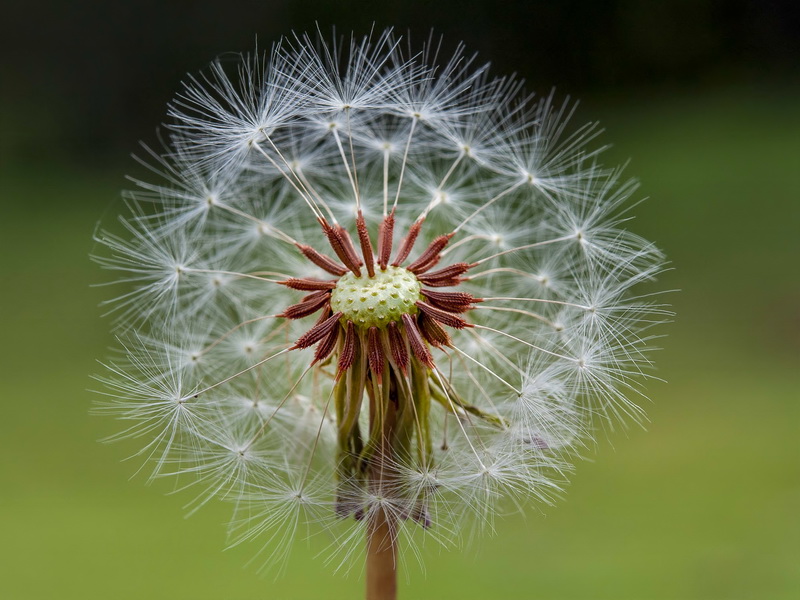 Taraxacum gasparrinii.22