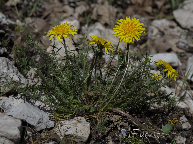 Taraxacum gasparrinii.24