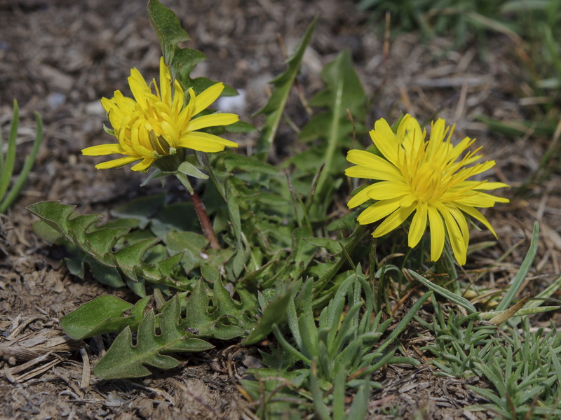 Taraxacum hispanicum.02