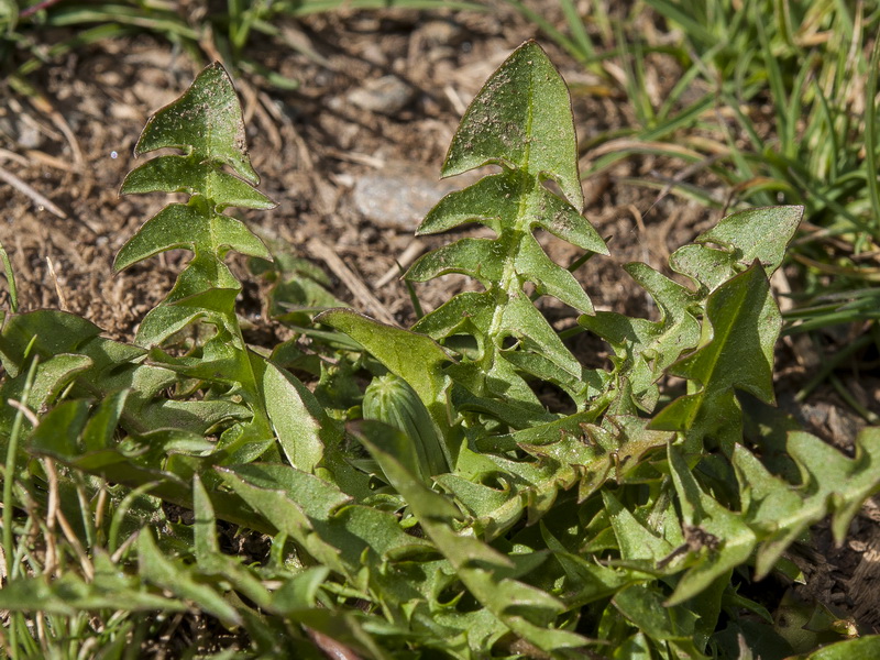 Taraxacum hispanicum.05